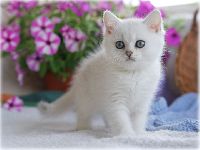 /leila