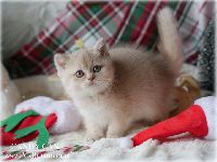 /candycane