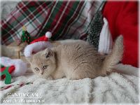 /candycane
