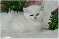 /gilbert
