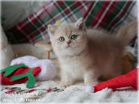 /candycane