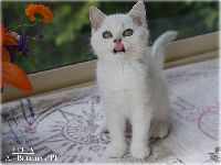 /leila