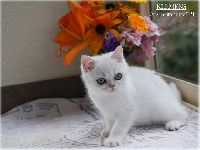 /klemens