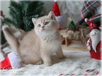 /candycane