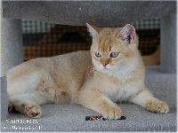 /napoleon