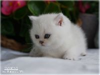/jasmine
