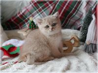 /candycane
