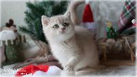 /candycane
