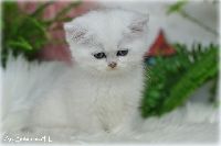 /gilbert