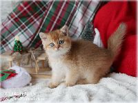 /christmas