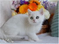 /lana