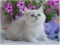 /lukier