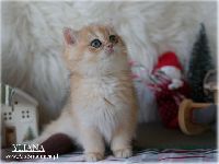 /yliana