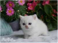 /klemens