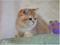 /paloma