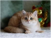 /paloma