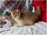 /christmas