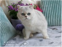 /vadim