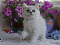 /leila