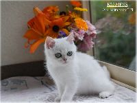 /klemens
