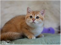 /paloma