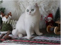 /gladiola