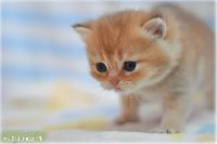 /nikodem