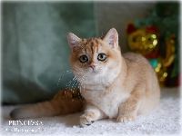 /princessa