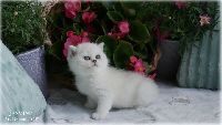 /jasmine