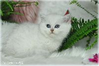 /gilbert
