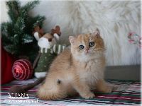 /yliana