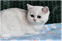 /gilbert