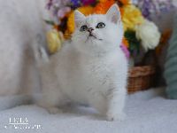 /leila