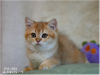 /paloma