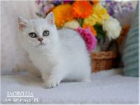 /jacintha