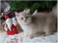 /candycane