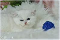 /gilbert
