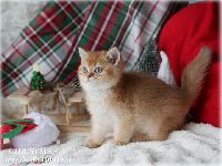/christmas