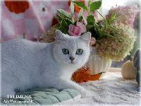 /telimena