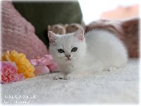 /galadriela