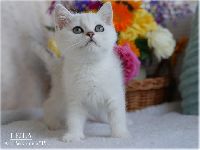 /leila