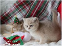 /candycane