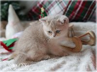 /candycane