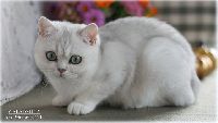 /galadriela