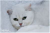 /lavinia
