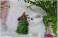 /gilbert