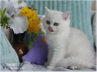 /jasmine