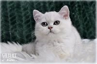 /gilbert