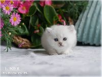 /lukier