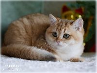/paloma